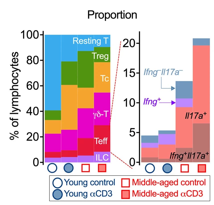 Open access visualization of Stacked Bar Plot, Lymphocyte Cell Subset, Ifng expressing T Cells, Il17a expressing T Cells, scRNA seq