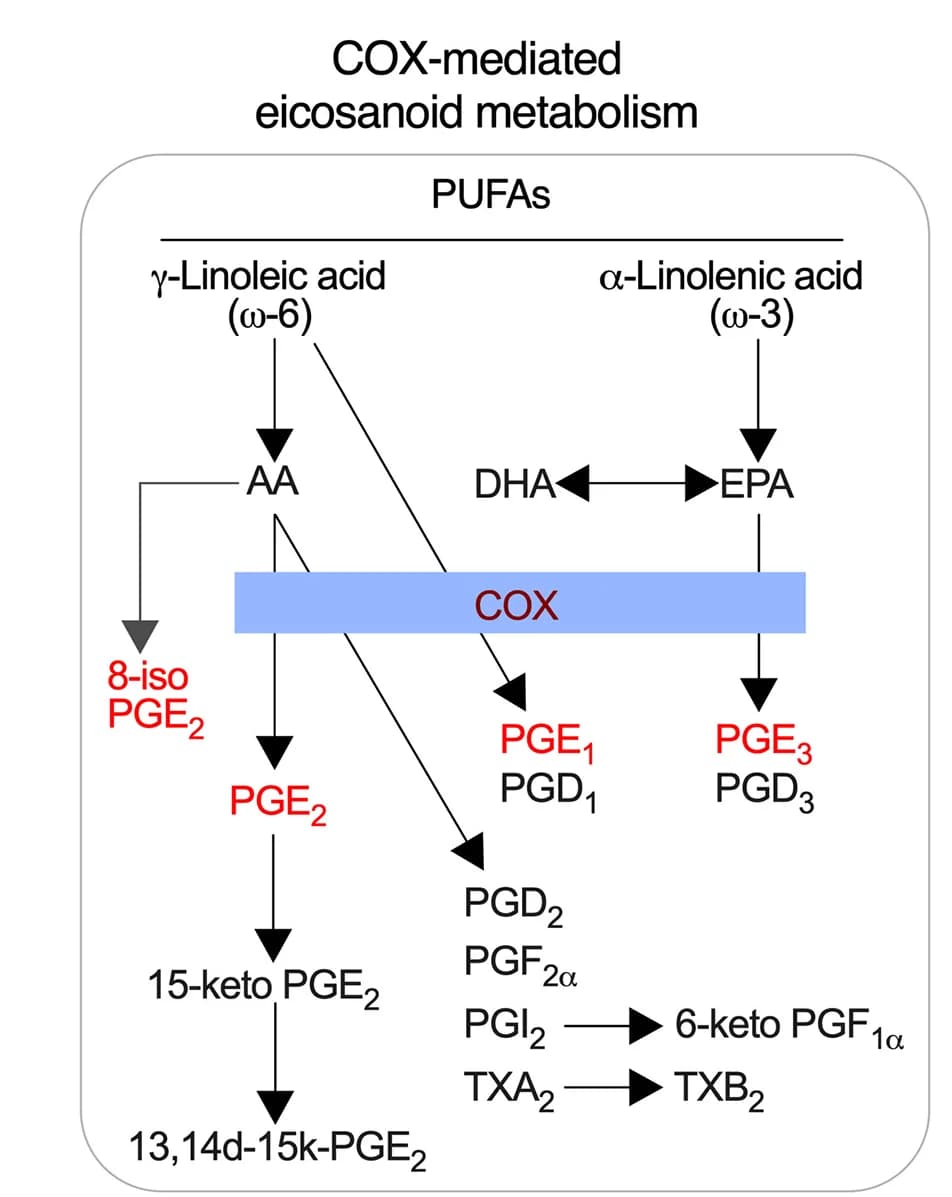 Open access visualization of Workflow, Flowchart, Cyclooxygenase, Eicosanoid Metabolism, Polyunsaturated Fatty Acids