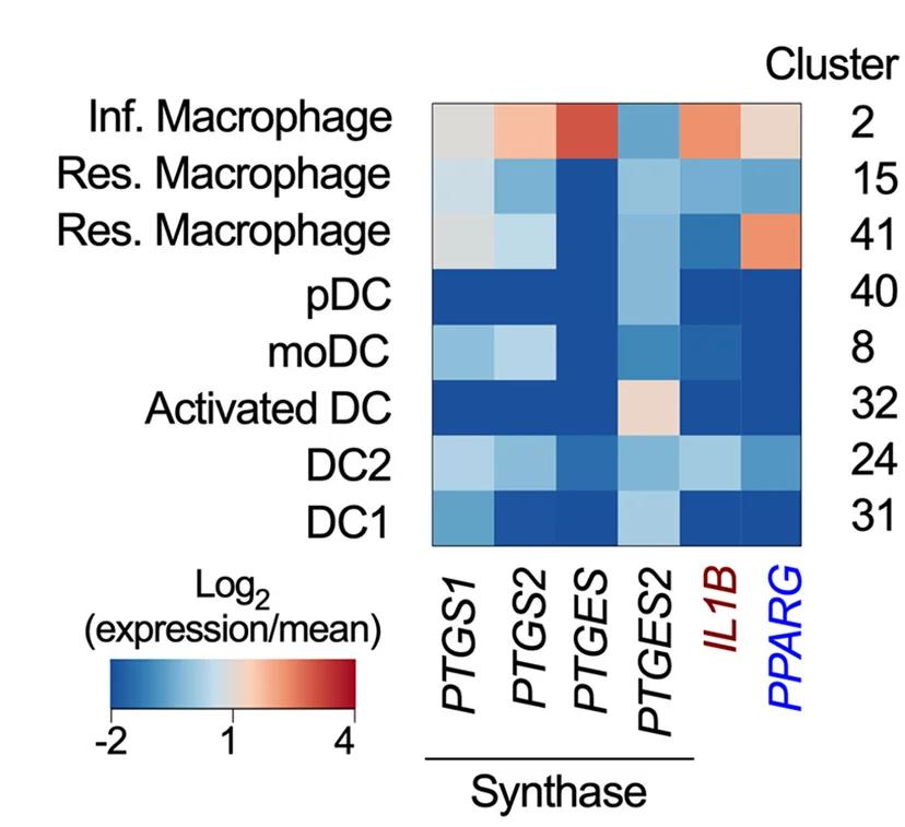 Open access visualization of Heatmap, Gene Expression, PGE Biosynthases, Intestinal MNP Subsets, Crohn's Disease