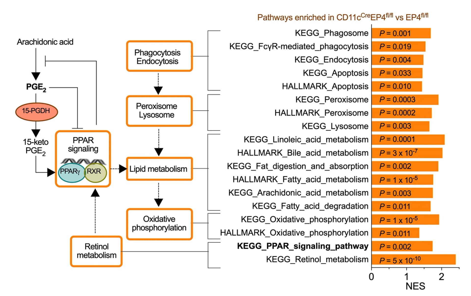 Open access visualization of Workflow, Bar Plot, PPAR Signaling, PGE2 Metabolism, Cellular Metabolic Dynamic Pathways