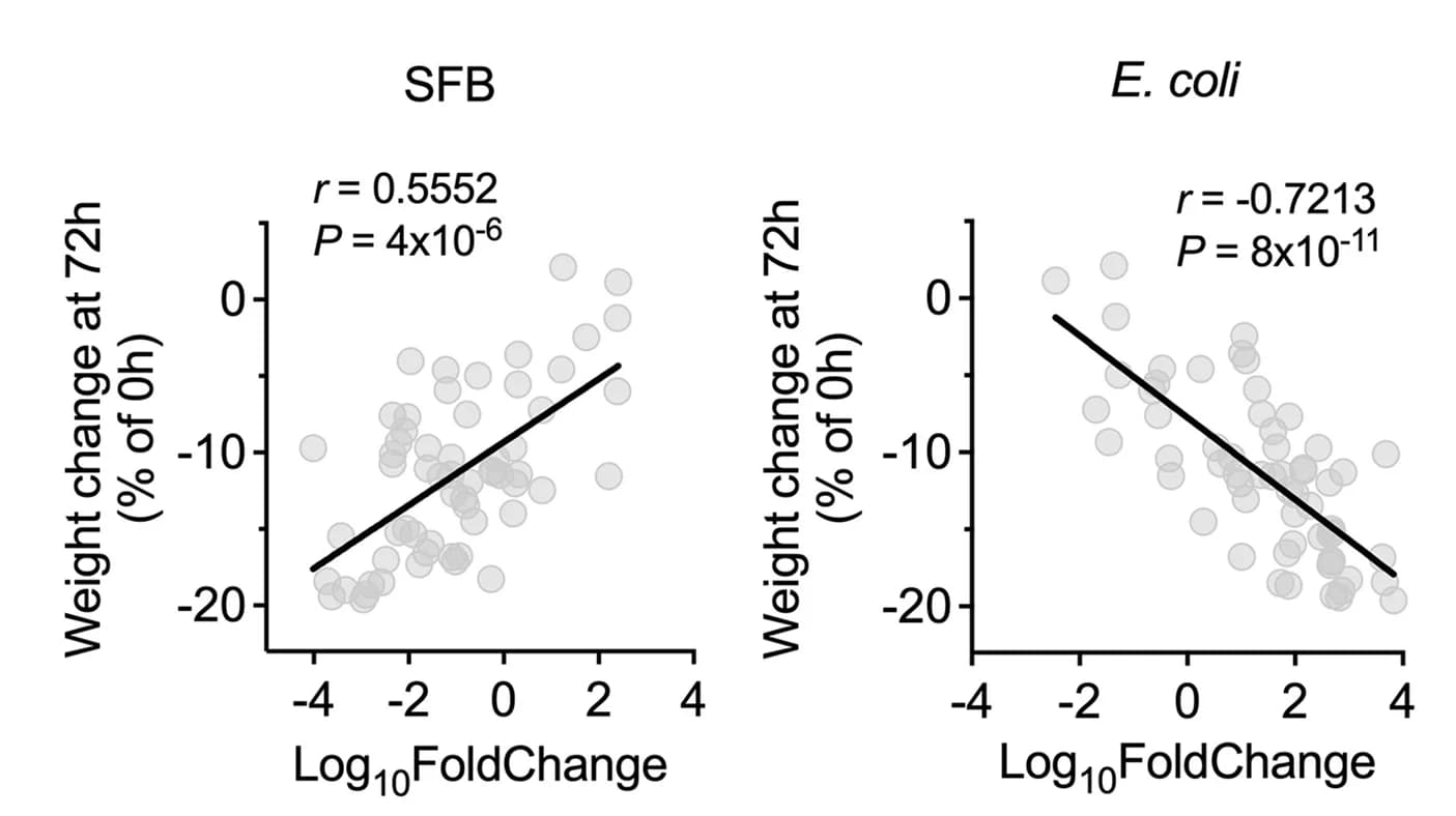 Open access visualization of Scatter Plot, Regression Plot, Body Weight Loss, E. coli, SFB