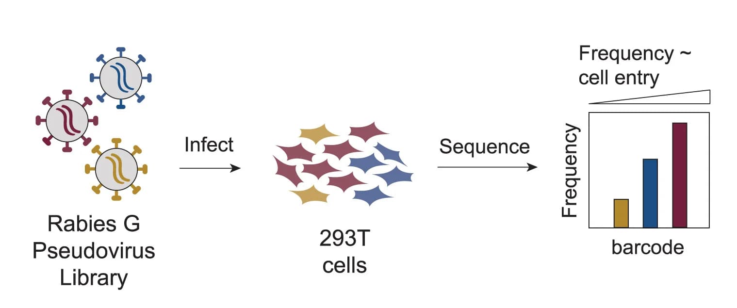 Open access visualization of Workflow, Bar Plot, Pseudoviruses, Mutants, Nucleotide Barcodes