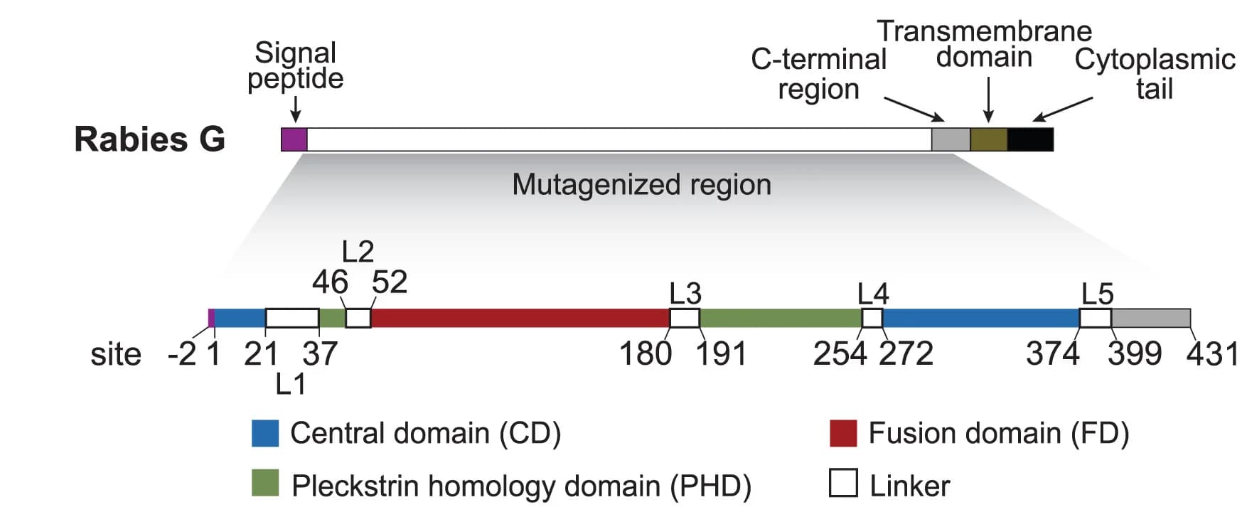 Open access visualization of Illustration, Rabies G, Mutagenesis, Ectodomain, Numbering Scheme