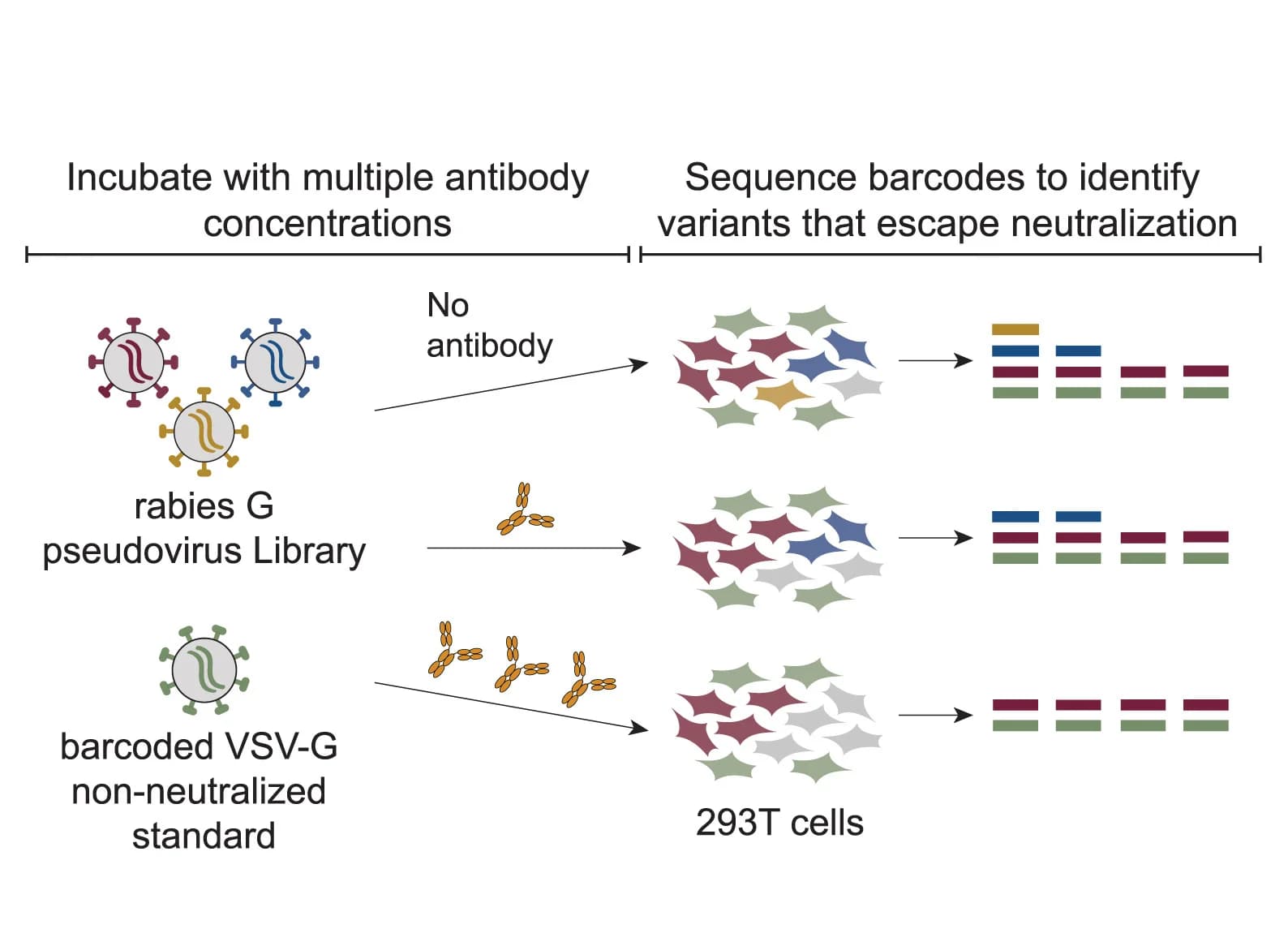 Open access visualization of Workflow, Flowchart, Illustration, Antibody Neutralization, Rabies G Pseudovirus
