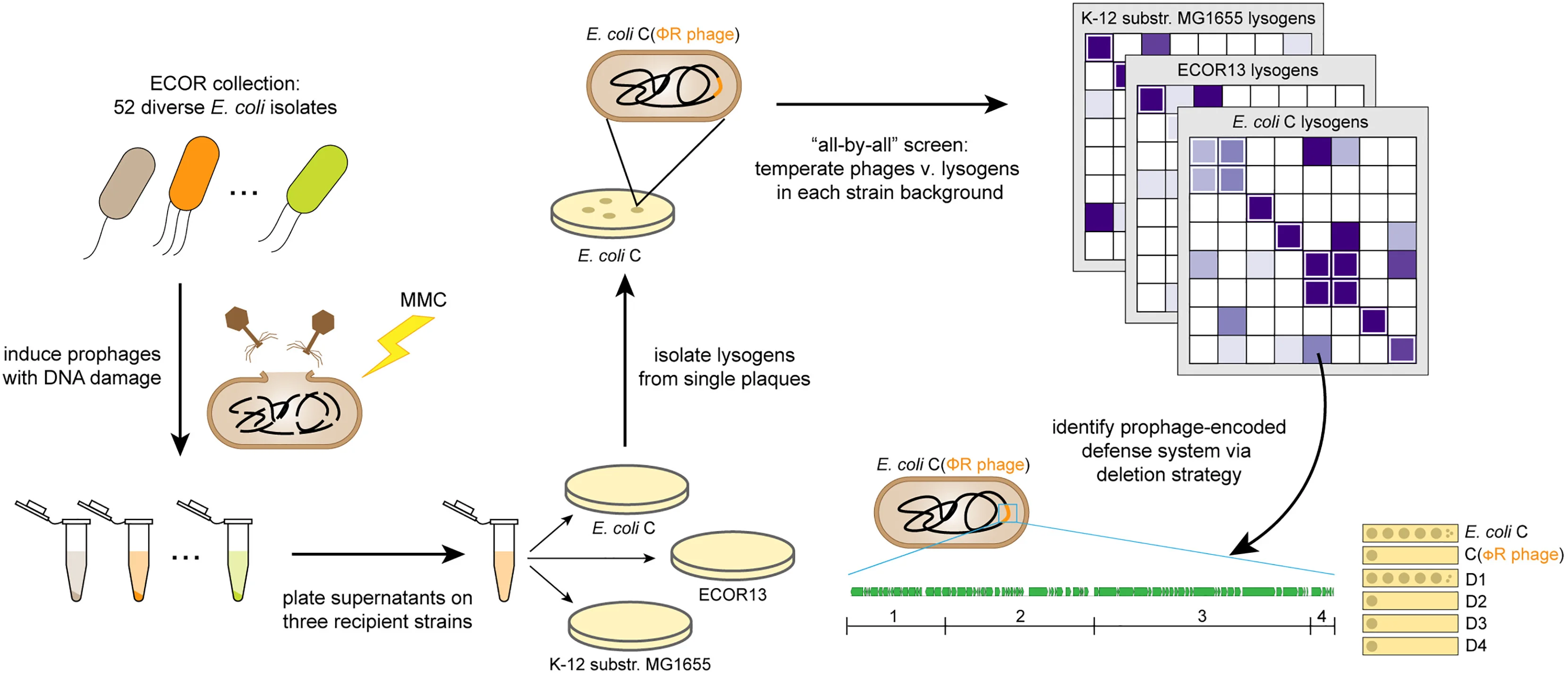Open access visualization of Workflow, E. coli, MMC, Prophages, Lysogens