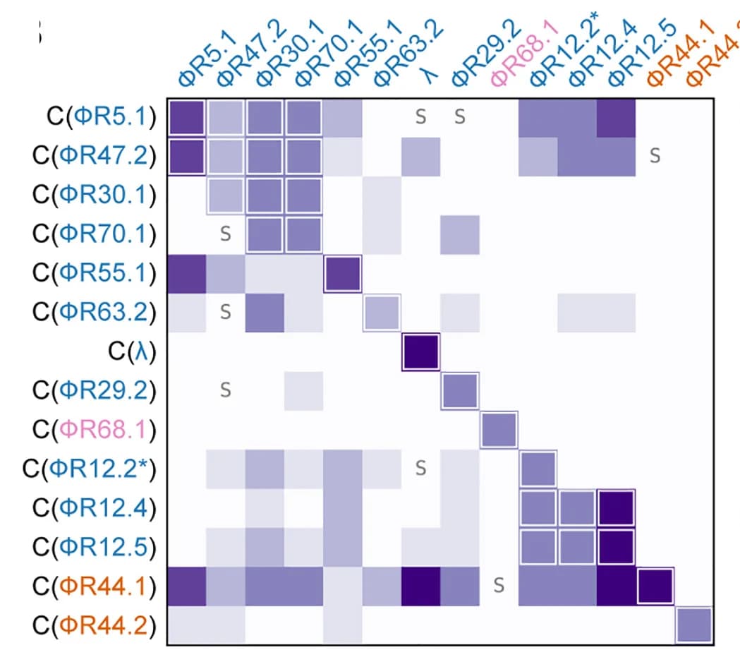 Open access visualization of Heatmap, Phage Defense Interactions, Lysogens, E. Coli, Efficiency of Plaquing