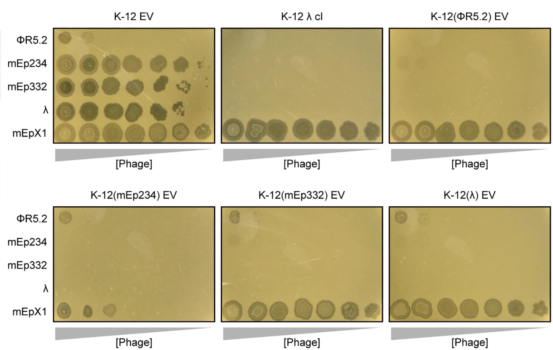 Open access visualization of Gel, Serial Dilution, Phages, K-12 Strains, Plasmids
