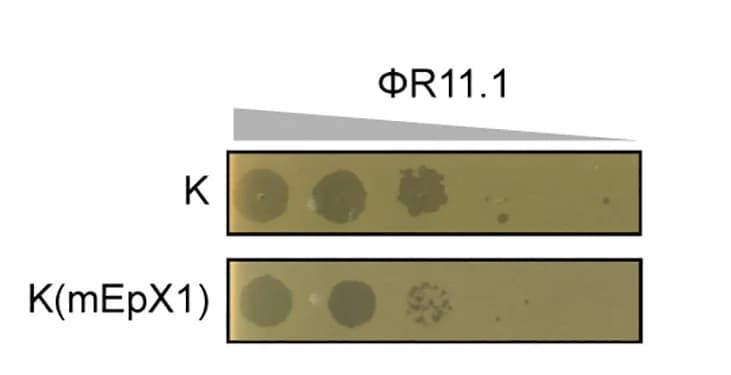 Open access visualization of Gel, Repressor-Mediated, Efficiency of Plaquing, Plaque Size Reduction, Serial Dilutions