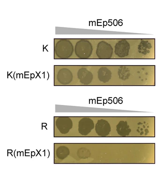 Open access visualization of Gel, Plaquing Data, Lysogens, Example