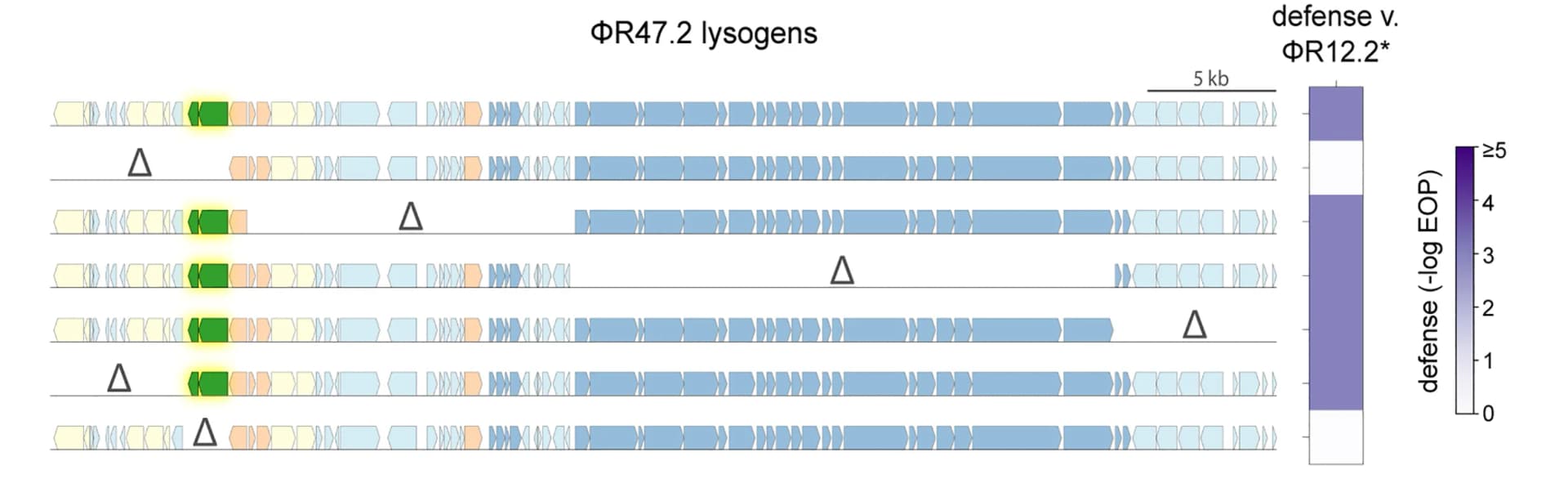 Open access visualization of Workflow, Bar Plot, Deletion Strategy, Prophage Genomes, Genomic Deletions