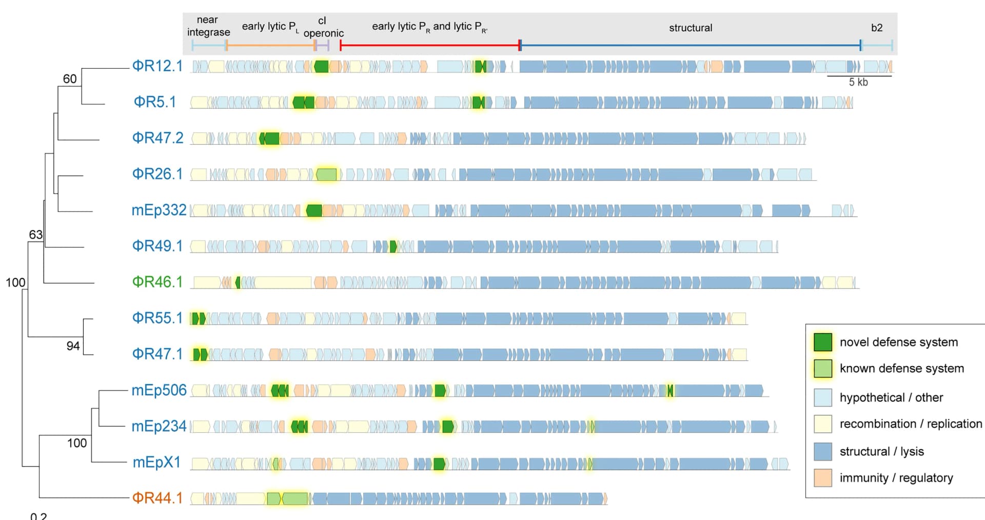 Open access visualization of Network, Pathway, Phylogenetic Tree, Lysogens, Defense Systems