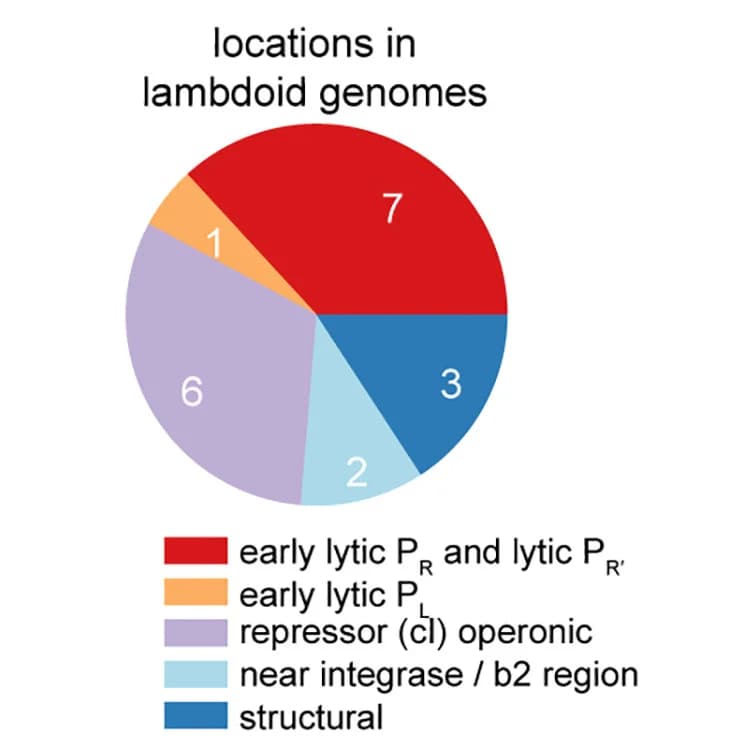 Open access visualization of Pie Chart, Genome Locations, Defense Systems, Lambdoid Phages, Genomic Architecture