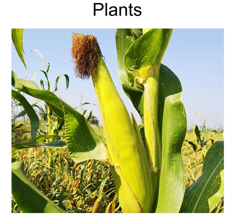 Open access visualization of Photo, Plant Species, Maize, Mucilage, Root Cap Cells