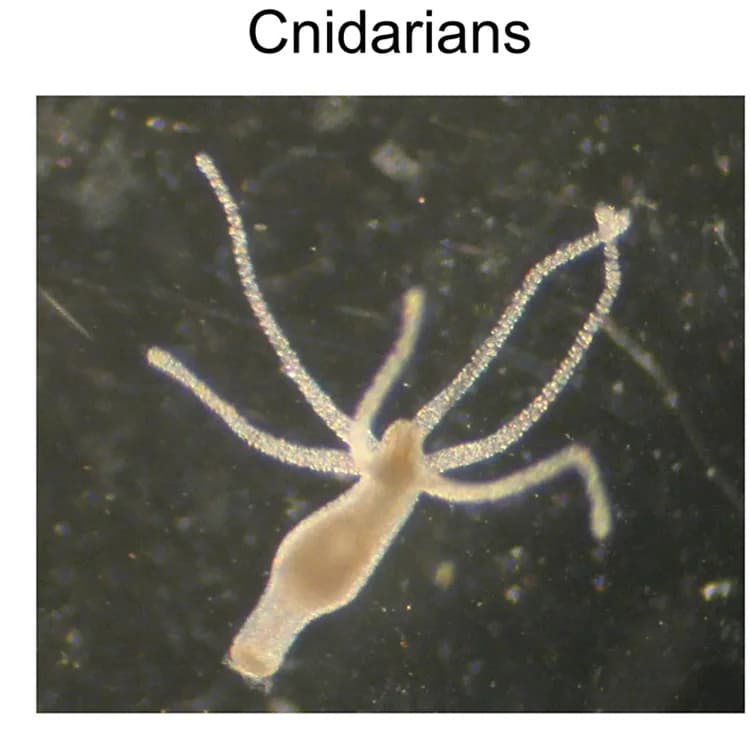 Open access visualization of Microscopy, Glycocalyx Layer, Hydra, Nutrient Source, Microbes