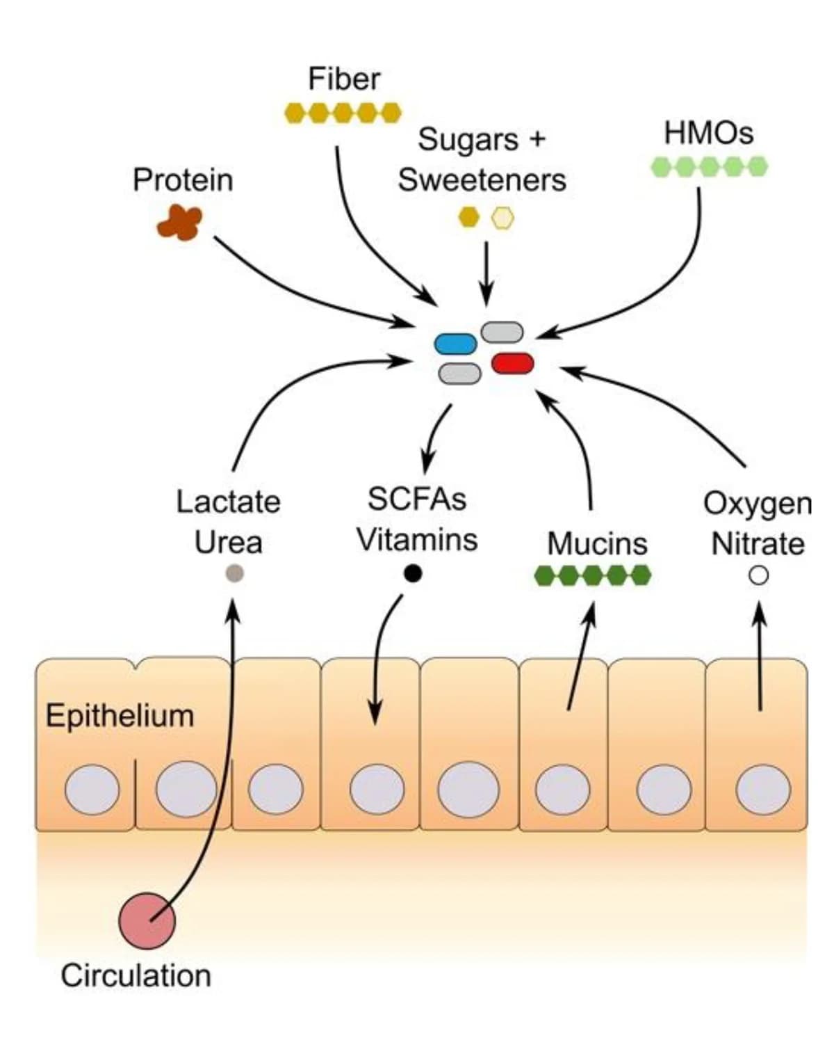 Open access visualization of Workflow, Illustration, Microbial Niches, Large Intestine, Nutrients