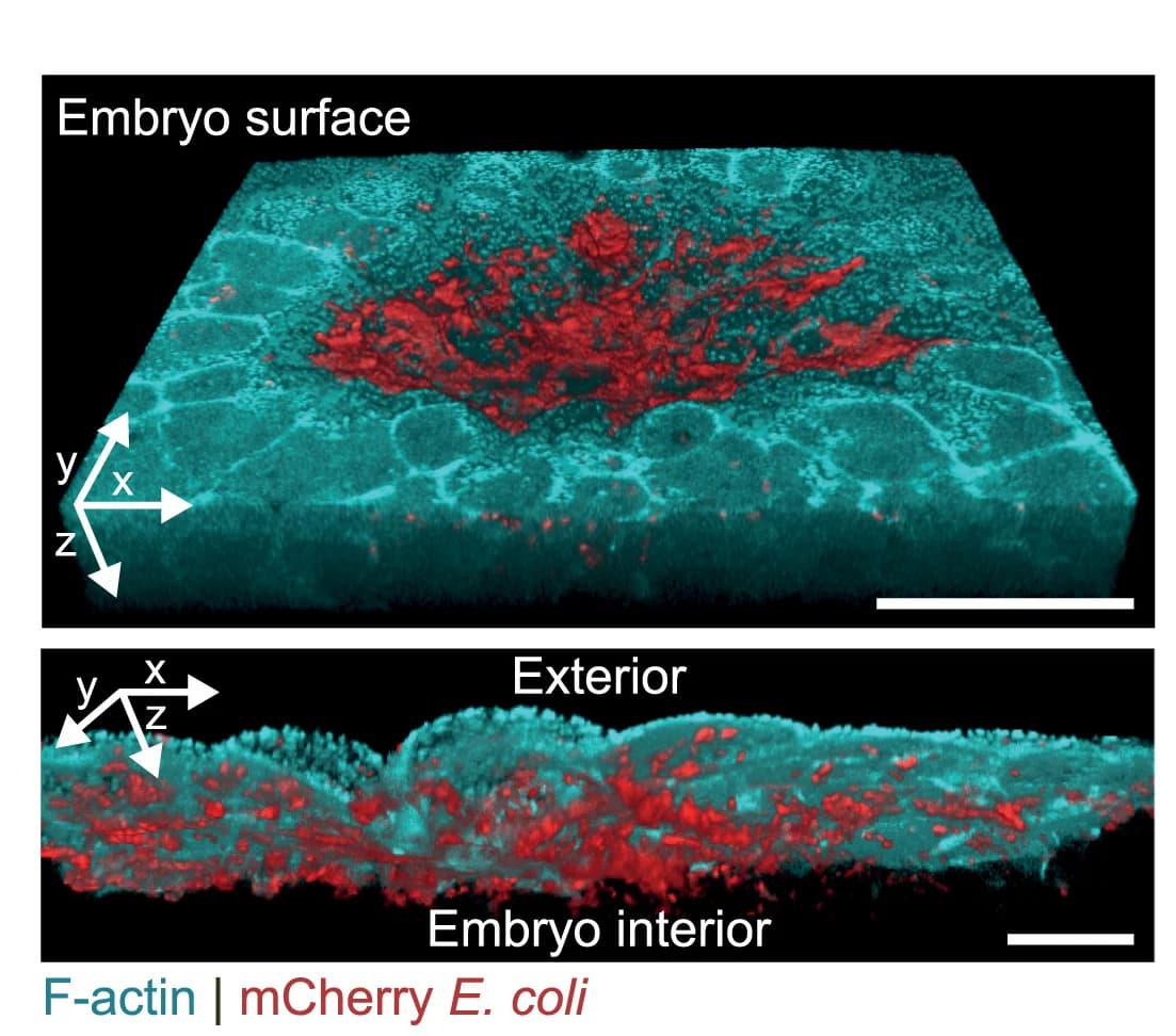 Open access visualization of Microscopy, 3D Reconstruction, Embryo, Bacteria, Infiltration