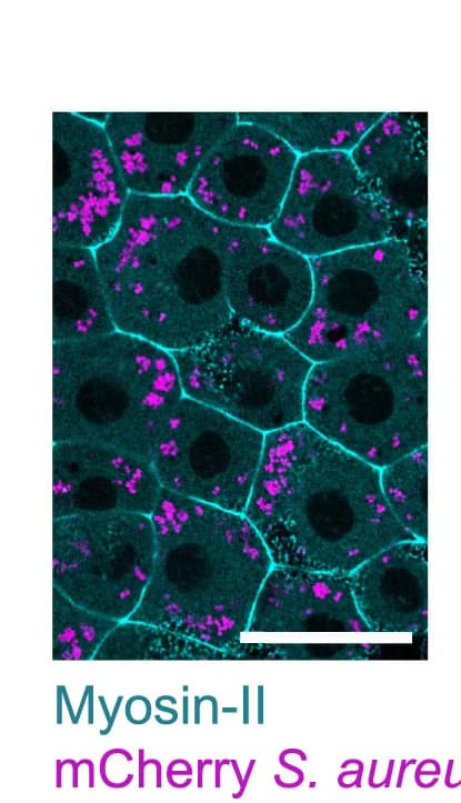 Open access visualization of Microscopy, Representative Images, Epithelium