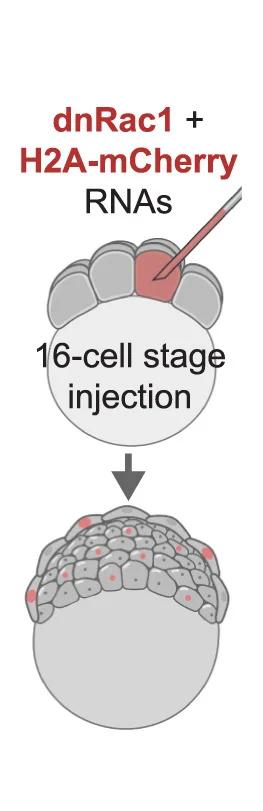 Open access visualization of Workflow, Illustration, dnRac1, Bacterial Phagocytosis, Mosaic Expression