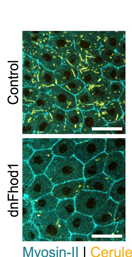Open access visualization of Microscopy, Z-Projection, Bacterial Uptake, Control Embryos, dnFhod1-Expressing Embryos