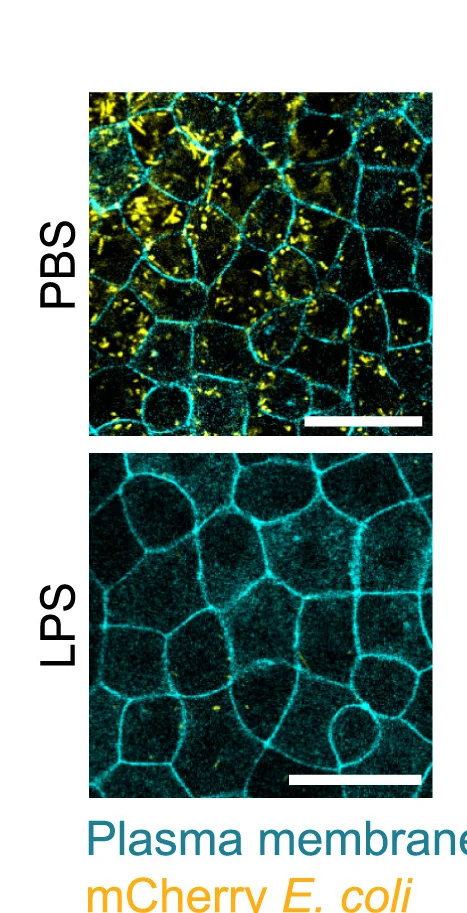 Open access visualization of Microscopy, E. Coli Uptake, PBS, PBS + LPS, GPI-GFP Embryos