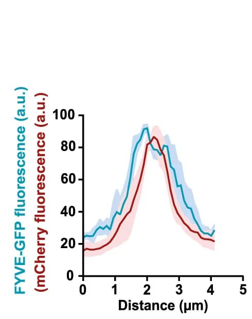 Open access visualization of Line Plot, Error Bars, Fluorescence Profile, Bacteria, Phagosome