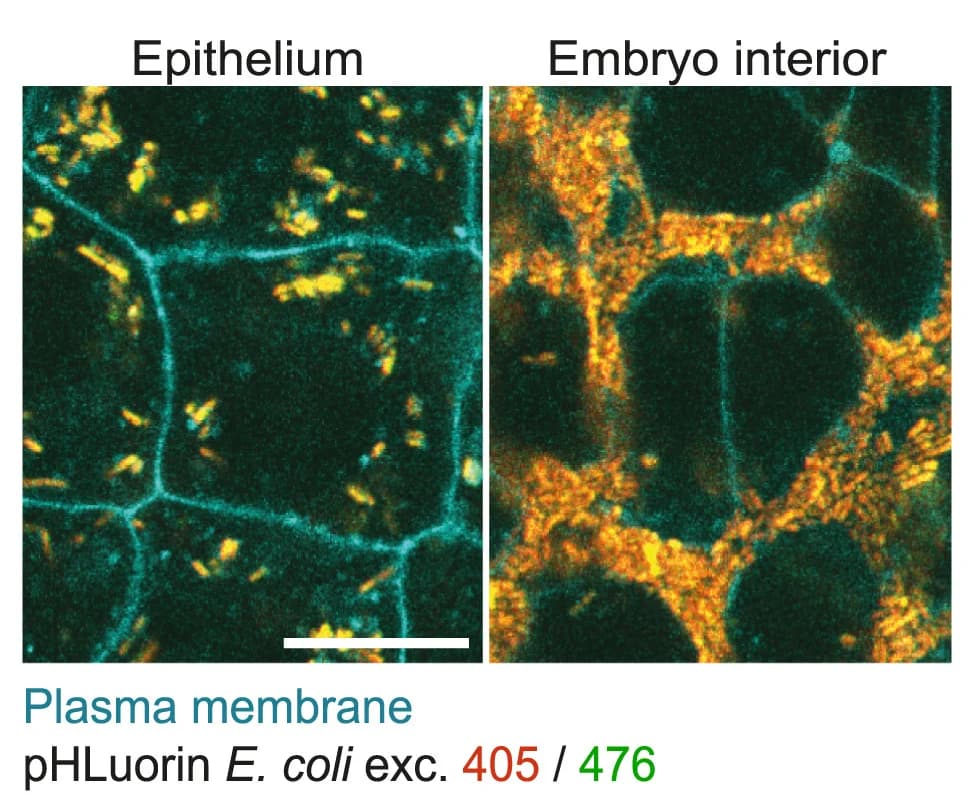 Open access visualization of Microscopy, EVL, Embryo, Lyn-tdTomato, Ingestion