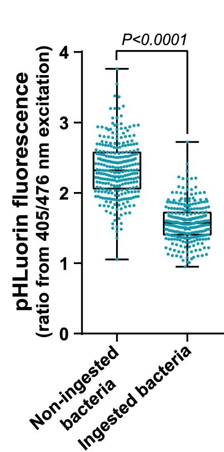 Open access visualization of Box Plot, Scatter Plot, Violin Plot, Emission Ratio, E. Coli