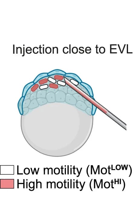 Open access visualization of Illustration, Co-injection, MotHI, MotLOW, E. Colinear