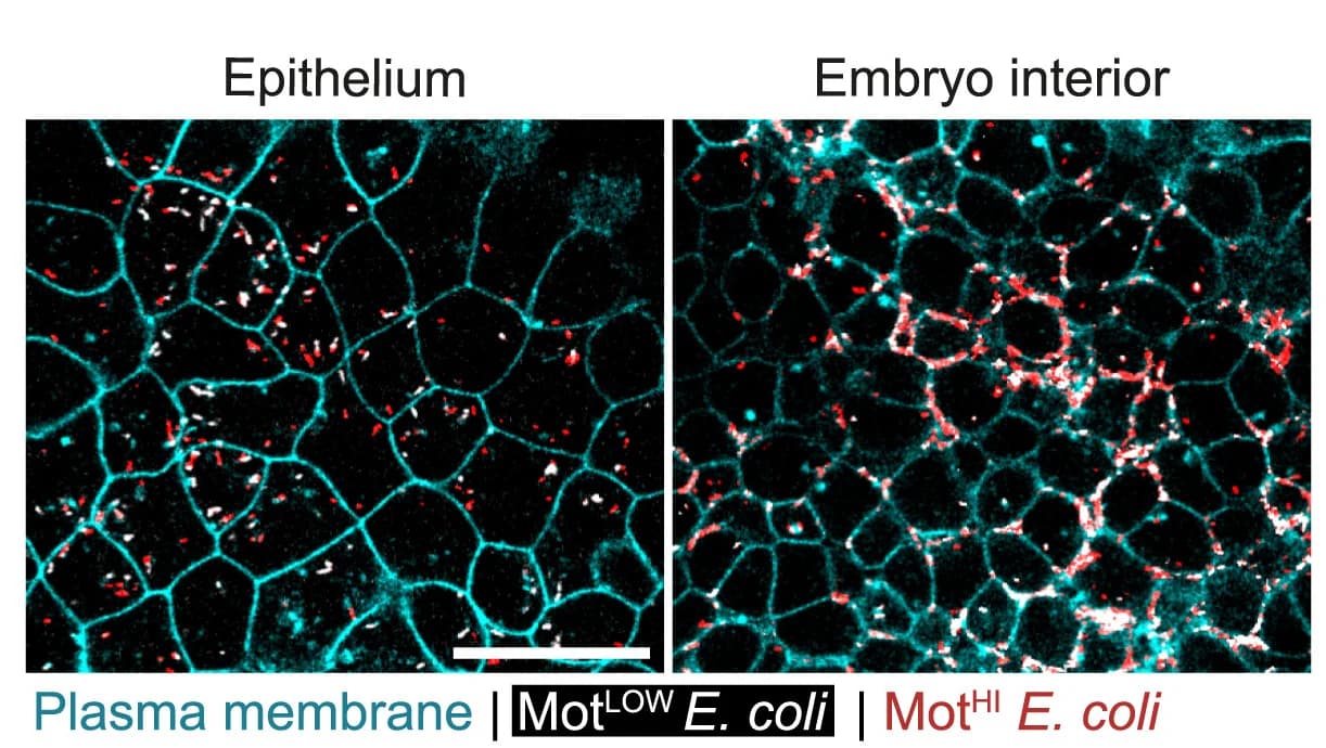 Open access visualization of Microscopy, Lyn-tdTomato Embryos, YFP+, MotHI, GFP+