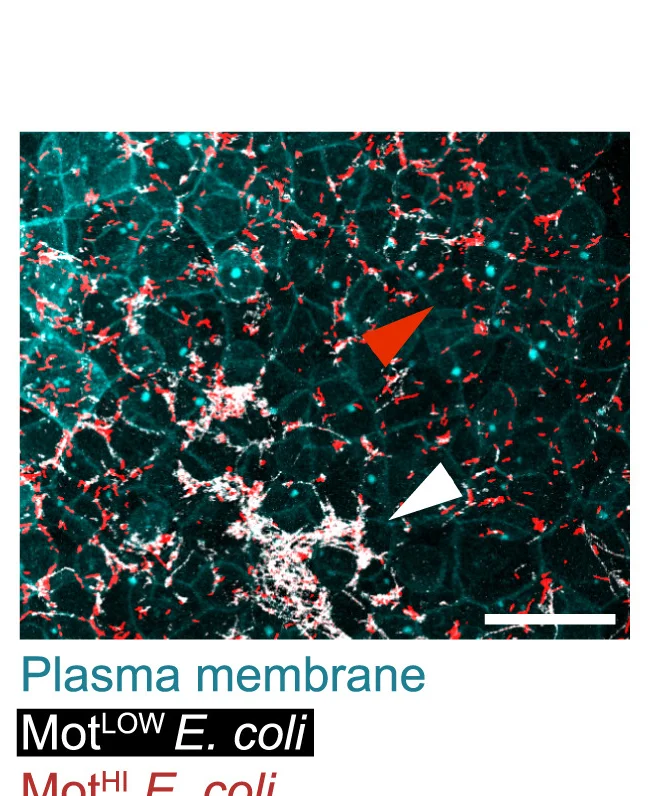 Open access visualization of Microscopy, Z-projection, Spatial Segregation, Motility Variants, Embryo