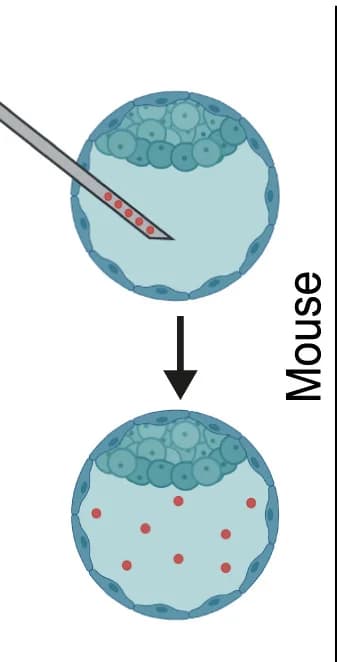 Open access visualization of Workflow, Illustration, Bacterial Injection, Blastocoel, Scheme