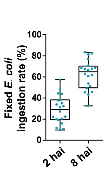 Open access visualization of Box Plot, Scatter Plot, E. Coli, Mouse Trophectoderm, Quantification