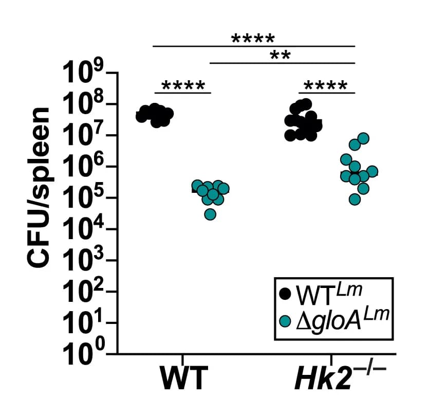 Open access visualization of Scatter Plot, Wild Type Mice, Hk2fl/flLysMcre (Hk2-/-)B6 Mice, Spleens, CFUs