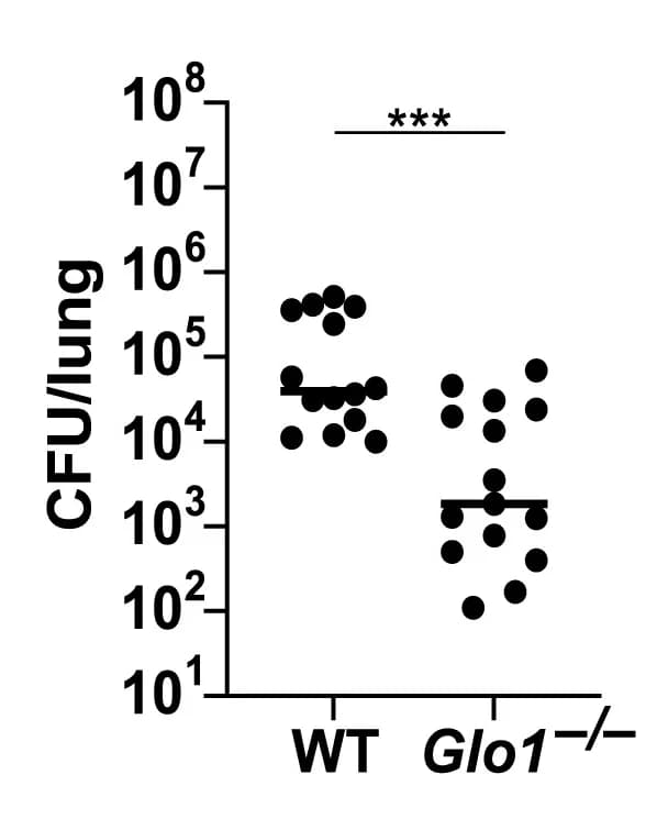 Open access visualization of Scatter Plot, CFUs, Wild-Type Mice, Glo1-/- Mice, FtLVS