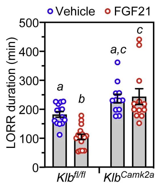 Open access visualization of Bar Plot, Error Bars, Scatter Plot, Control Mice, Neuron-Specific Klb−/− Mice