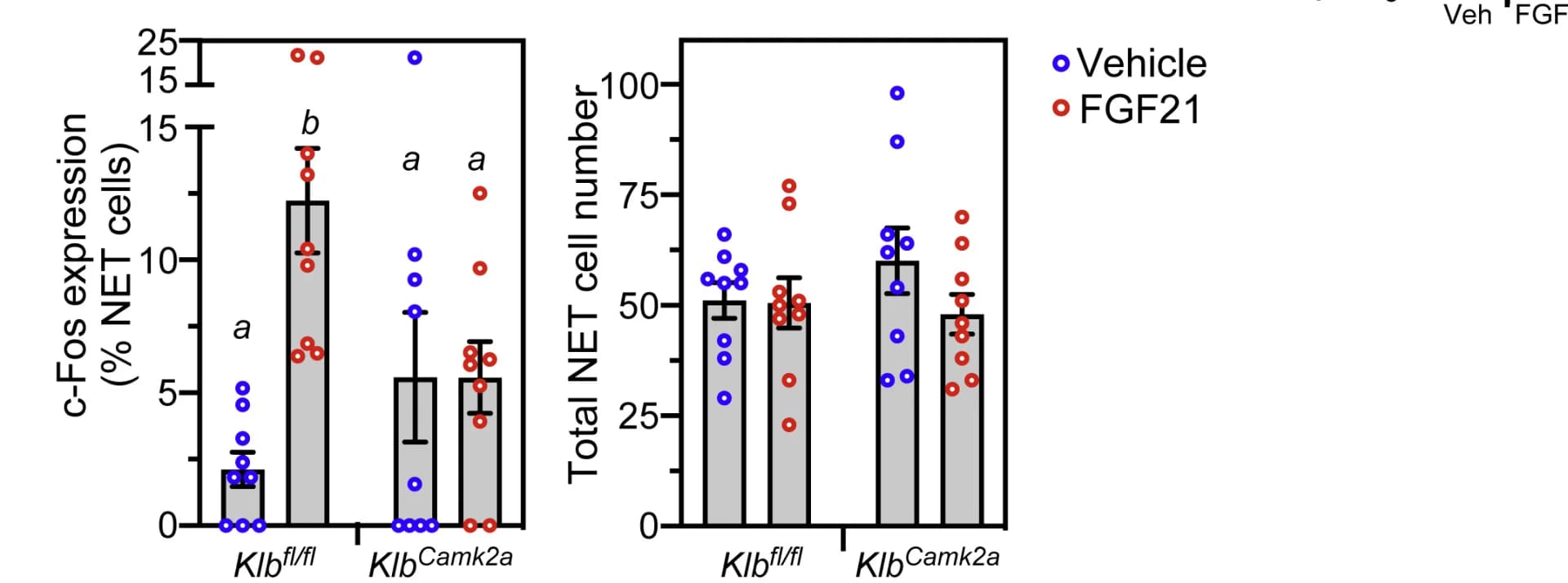 Open access visualization of Bar Plot, Scatter Plot, Error Bars, Immunostaining, c-Fos