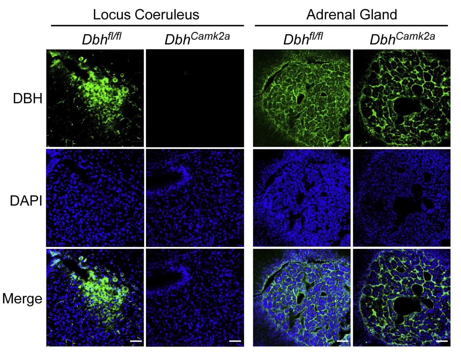 Open access visualization of Microscopy, DBH, Locus Coeruleus, Adrenal, Control Mice