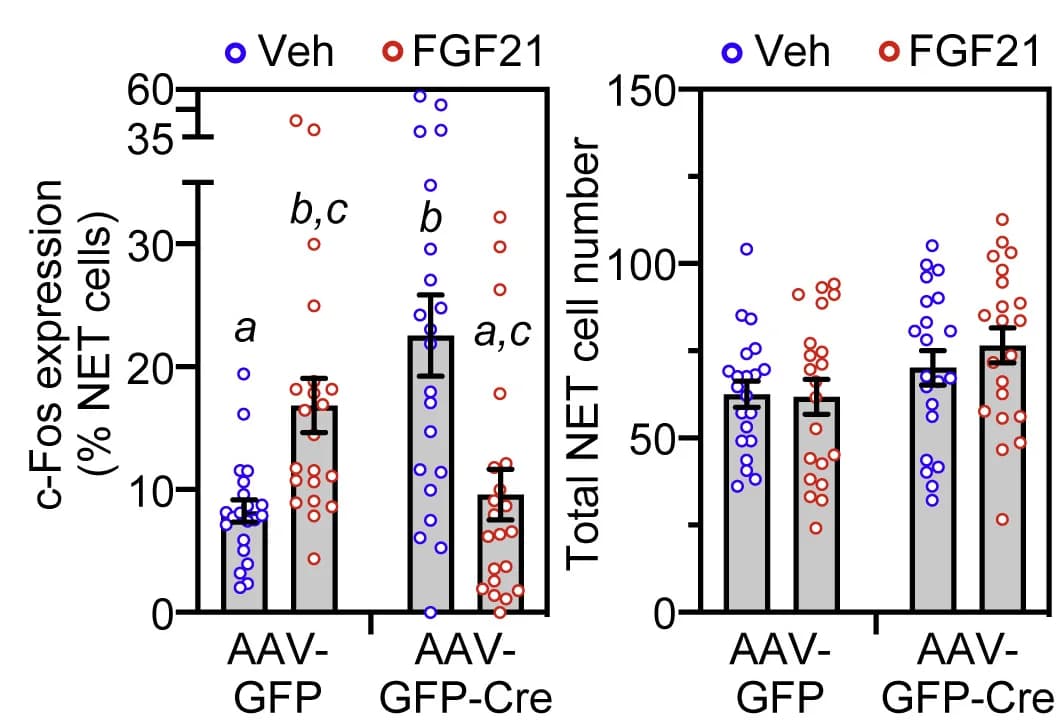 Open access visualization of Bar Plot, Scatter Plot, Error Bars, Immunostaining, c-Fos
