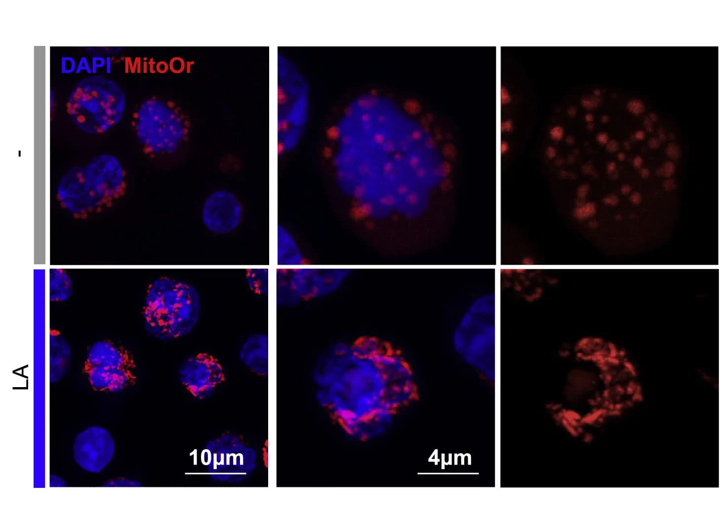 Open access visualization of Microscopy, Confocal Images