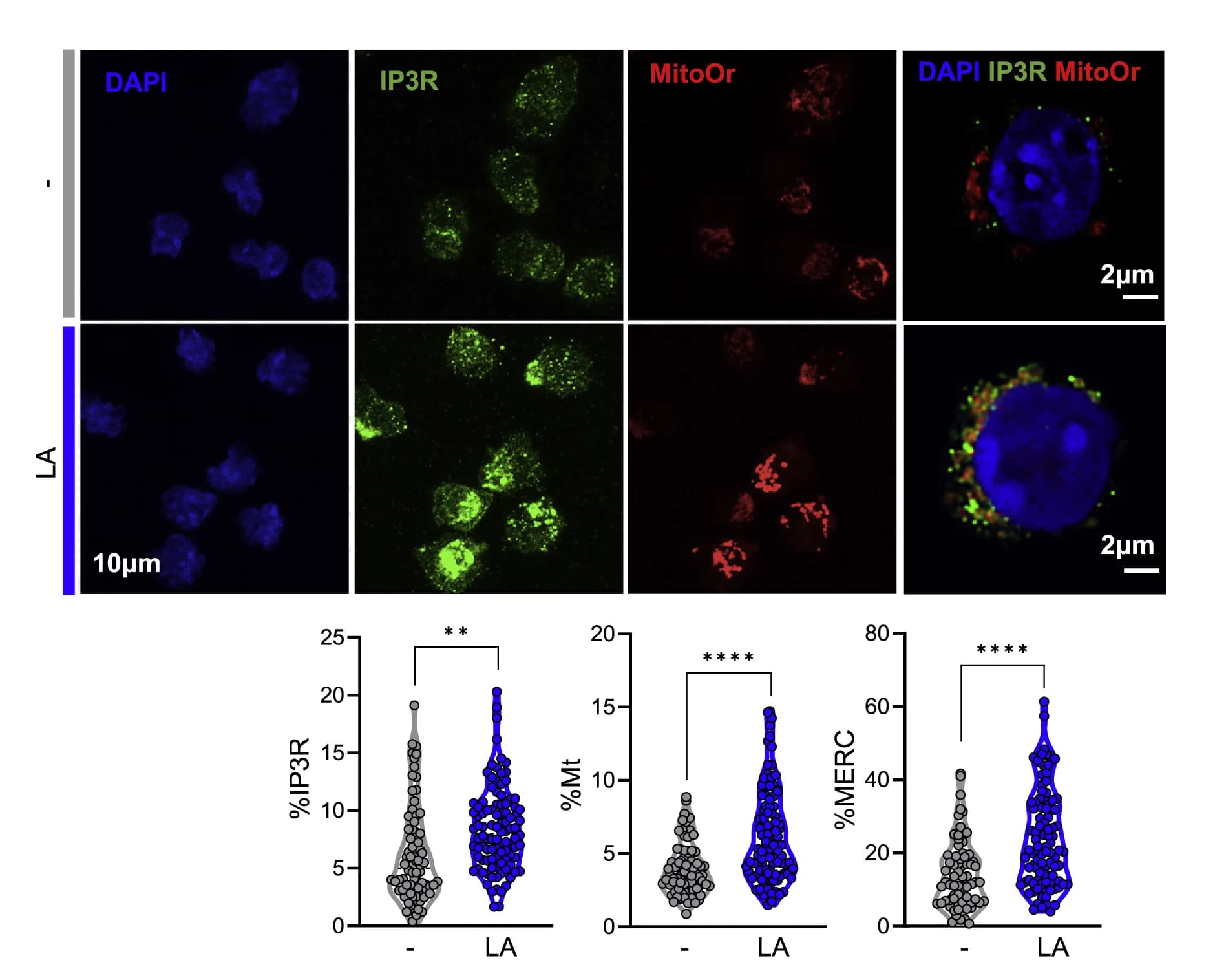 Open access visualization of Violin Plot, Microscopy, MERC, Confocal Microscopy