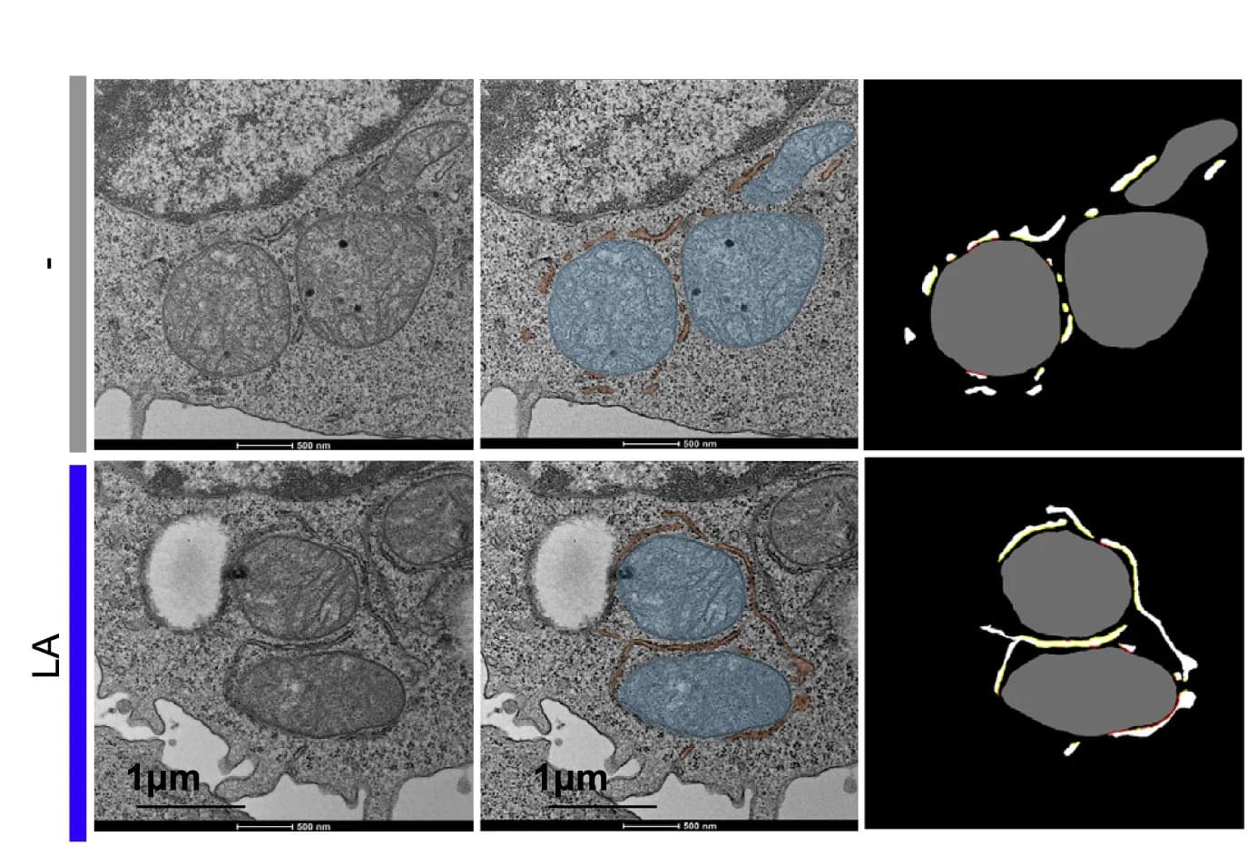 Open access visualization of Microscopy, MERC, TEM