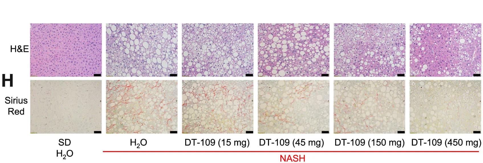 Open access visualization of Microscopy, Histology, H&E staining