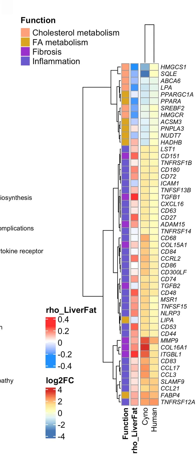 Open access visualization of Heatmap, Clustered, RNA Sequencing, Microarray, Liver Transplantation