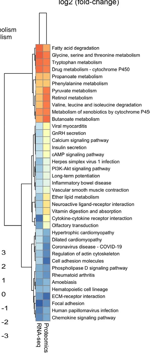 Open access visualization of Heatmap, Clustered, GSEA, RNA Sequencing Data, Proteomics Data