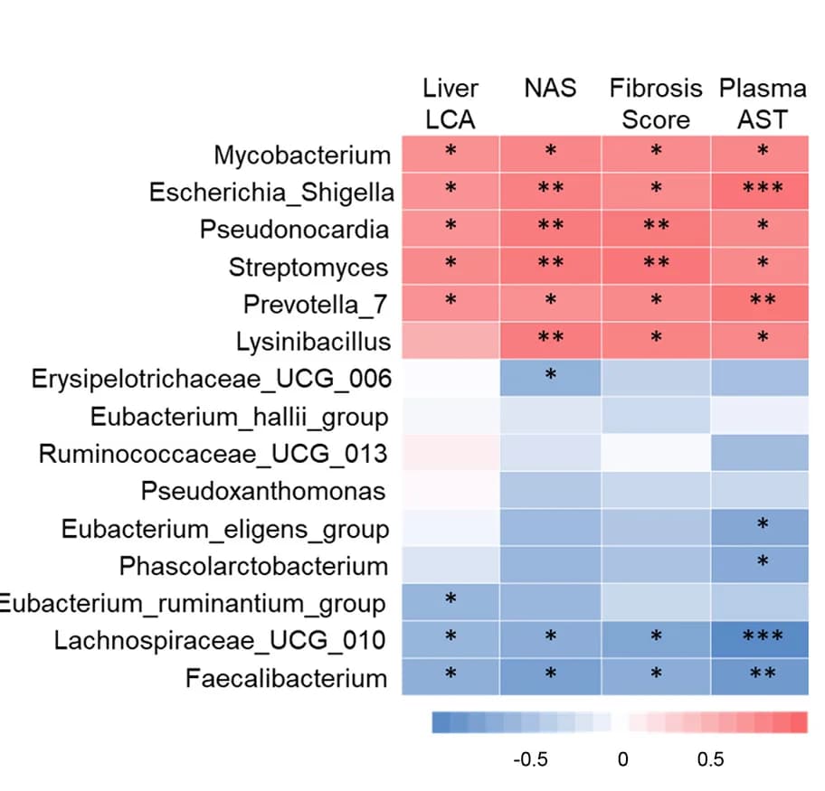 Open access visualization of Heatmap, Genera Abundance, NASH-Related Parameters, Hepatic LCA Concentrations, Spearman's Correlation