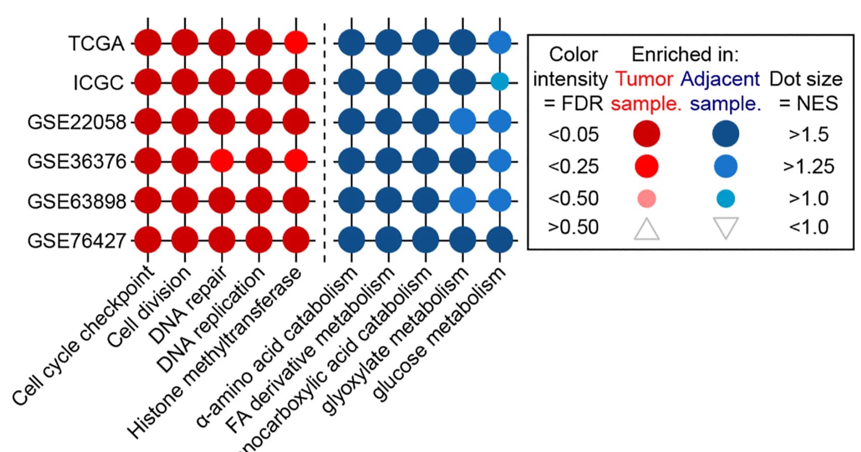 Open access visualization of Bubble Plot, HCC Tissues, Cancer-Related Biology, Metabolism-Related Biological Processes, TCGA