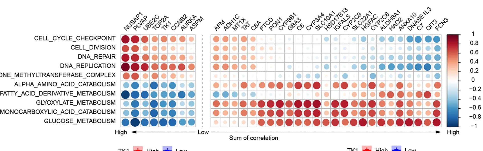 Open access visualization of Bubble Plot, Heatmap, Cancer-Related Biology, Metabolism-Related Biological Processes, Upregulated Genes