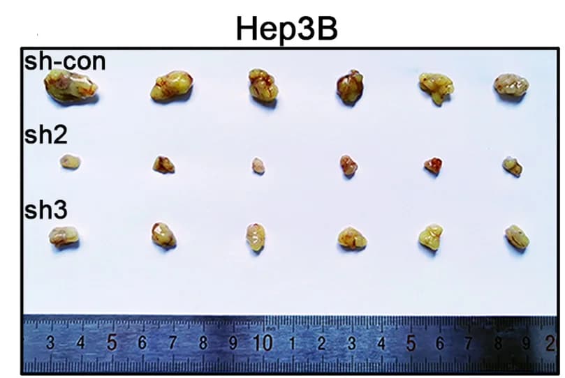 Open access visualization of Photo, Xenograft Tumors, Nude Mice, Hep3B Cells, YY8103 Cells