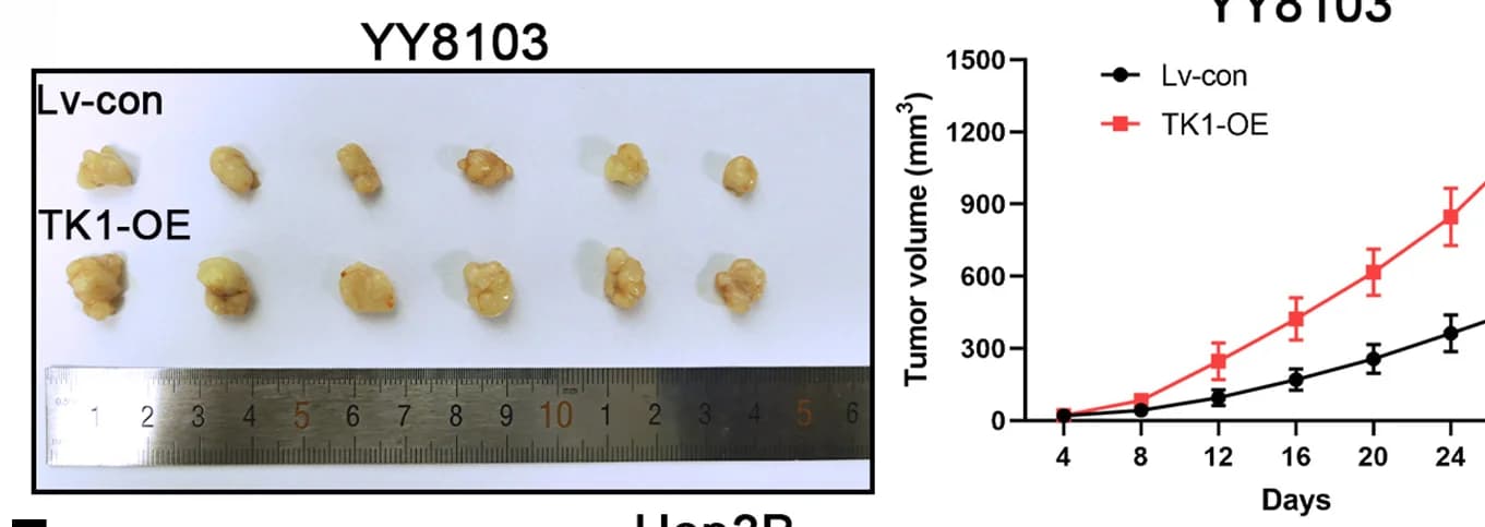 Open access visualization of Line Plot, Error Bars, Photo, Xenograft Tumors, Nude Mice