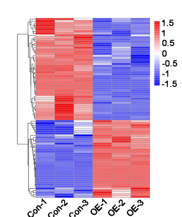 Open access visualization of Heatmap, Clustered, Dysregulated Proteins, Proteomics Assays